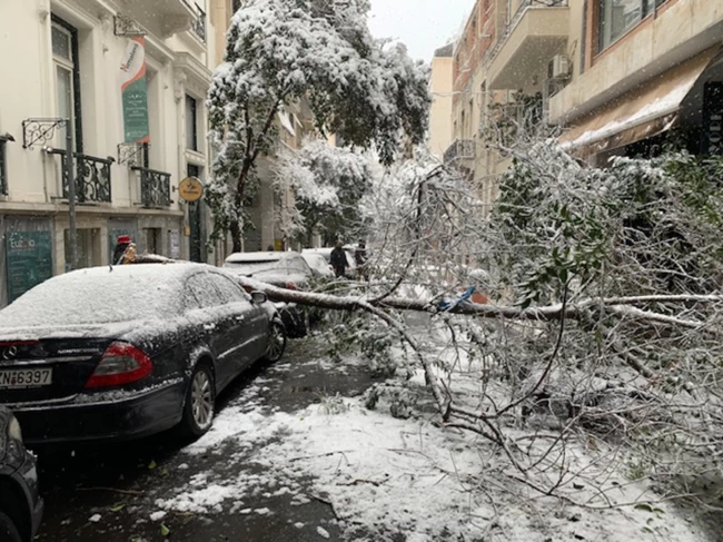 δενδρα