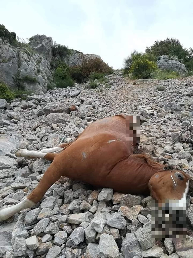 ΑΛΟΓΑ ΠΑΡΝΗΘΑ