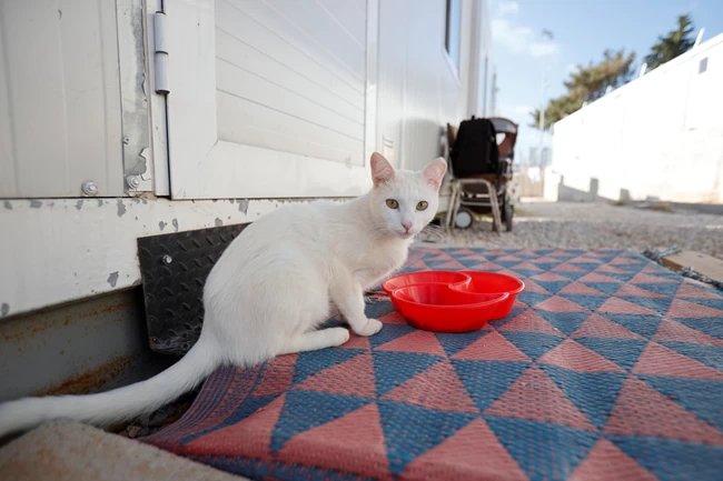 Βαγιοχώρι, Ενα προσφυγικό camp πρότυπο φιλοζωίας, γεμάτο σκυλόσπιτα και γάτες [εικόνες]