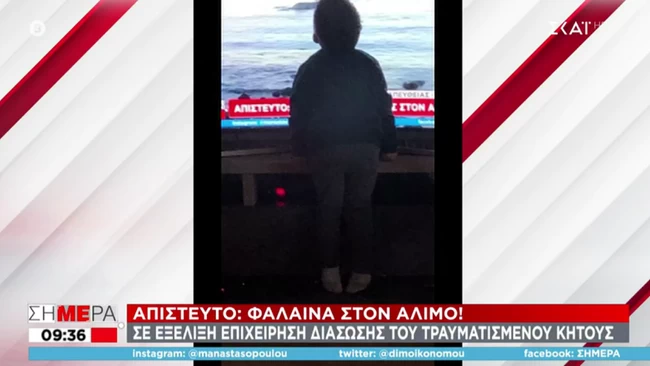 φάλαινα άλιμος παιδί τηλεόραση