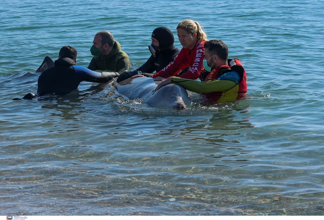 Από τι πέθανε ο "Σωτήρης": Τα αποτελέσματα της νεκροψίας για τη νεαρή φάλαινα - Θα αποτεφρωθεί ο ζιφιός