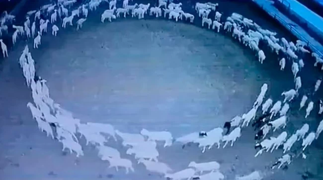 Λύθηκε το μυστήριο με τα περίεργα πρόβατα από τη Μογγολία που κάνουν αδιάκοπα κύκλους - Εγιναν viral