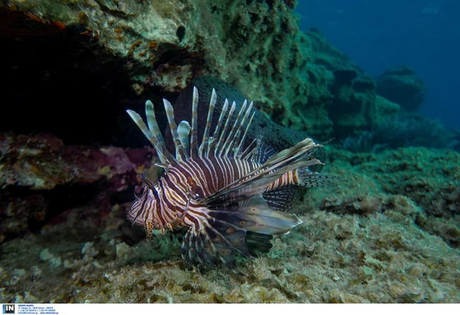 ΛΕΟΝΤΟΨΑΡΟ