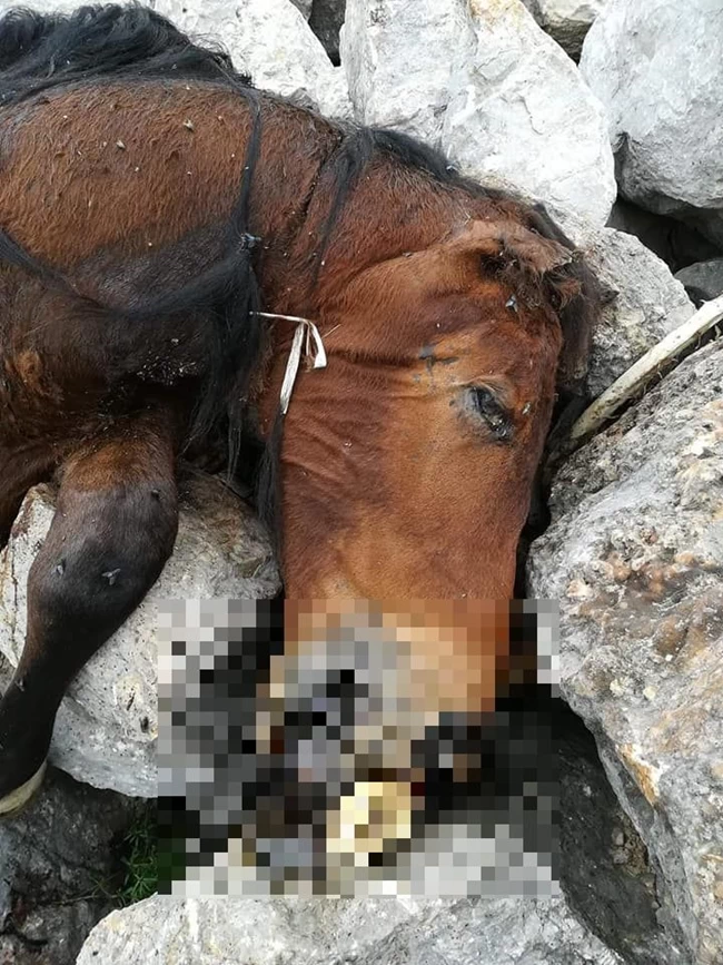 ΑΛΟΓΑ ΠΑΡΝΗΘΑ