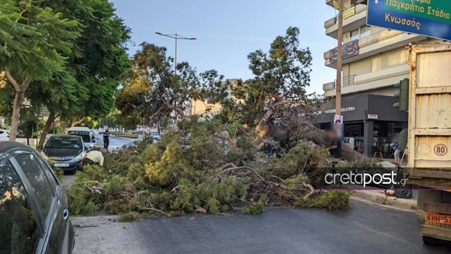 Κρήτη: Το τραγικό παιχνίδι της μοίρας με τον 51χρονο λίγο πριν το δυστύχημα - Συγκλονίζει το βίντεο με την πτώση του δέντρου