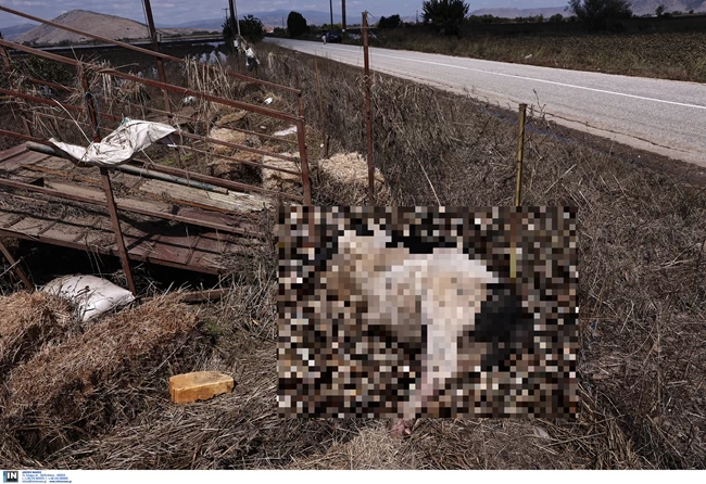 ΝΕΚΡΑ ΖΩΑ ΘΕΣΣΑΛΙΑ