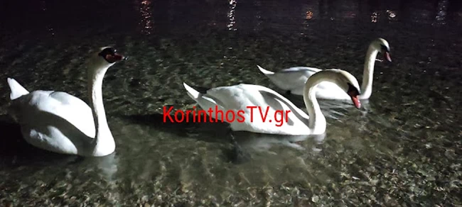 Κύκνοι Κόρινθος