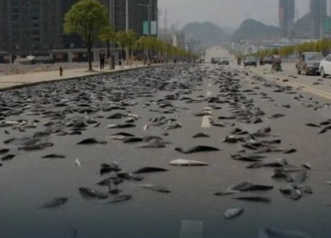 ΑΥΣΤΡΑΛΙΑ ΨΑΡΙΑ