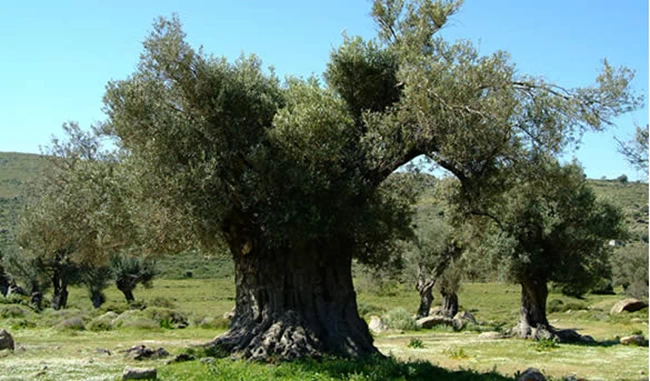 Αίγινα