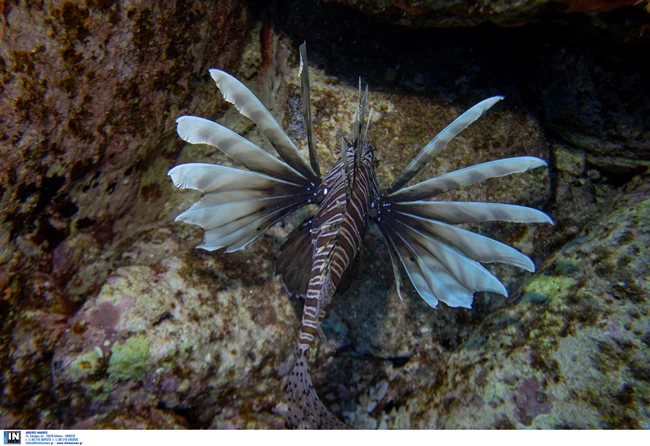 ΛΕΟΝΤΟΨΑΡΟ