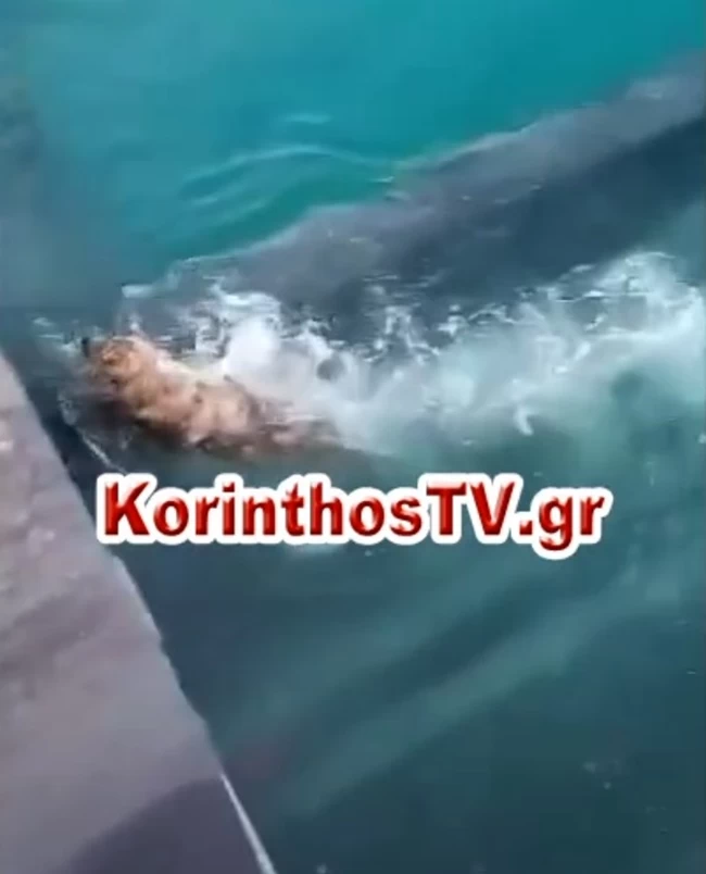 Συγκλονιστικό βίντεο στον Ισθμό της Κορίνθου: Σκυλάκι προσπαθεί να σωθεί την ώρα που κατεβαίνει η βυθιζόμενη γέφυρα skylos