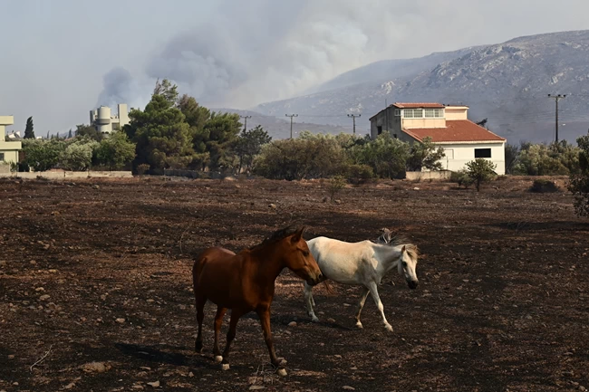 Φωτιά στον Κουβαρά: Εγκλωβισμένα άλογα στον Ιππικό Όμιλο Αναβύσσου - Δραματική επιχείρηση για τη διάσωσή τους [Εικόνες - Βίντεο]