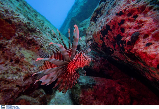 ΛΕΟΝΤΟΨΑΡΟ