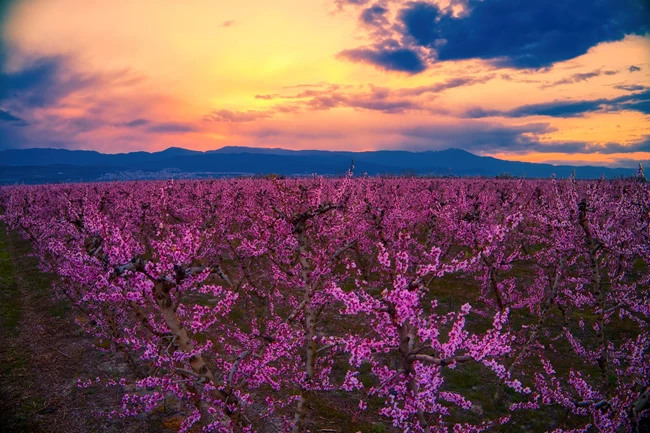 ΡΟΔΑΚΙΝΙΕΣ