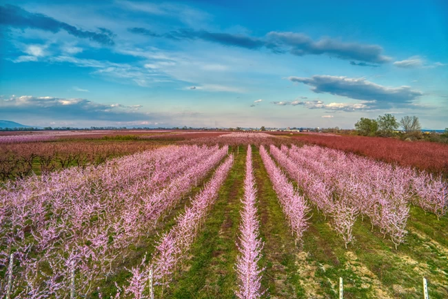 ΡΟΔΑΚΙΝΙΕΣ