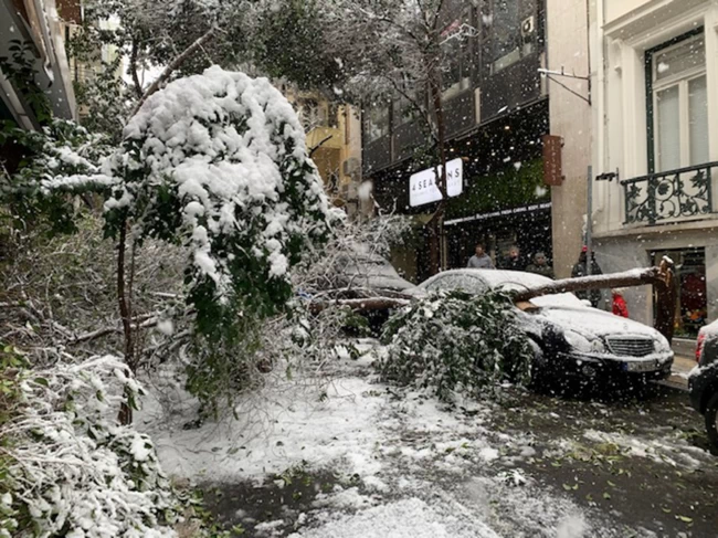 δενδρο
