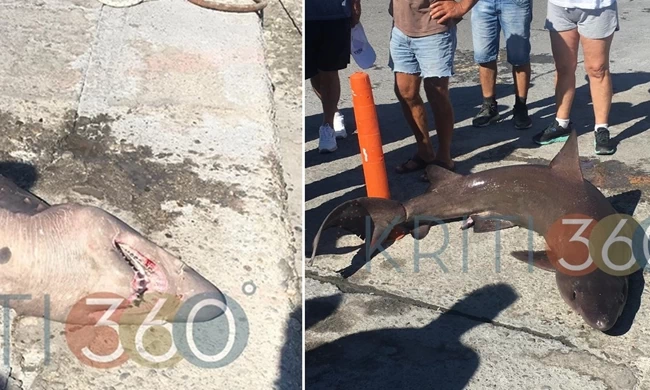 ΚΑΡΧΑΡΙΑΣ ΚΡΗΤΗ