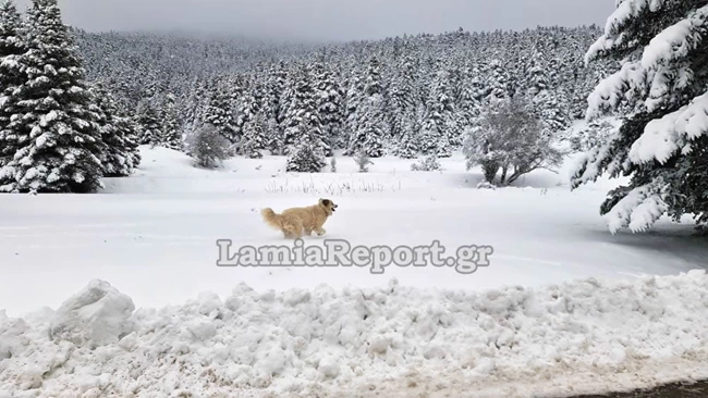 Παύλιανη