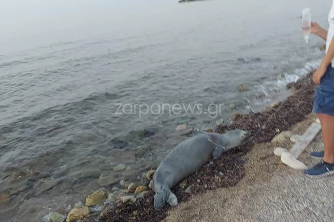 Χανιά: Βρέθηκε νεκρή φώκια στην παραλία του Τερσανά [εικόνες]