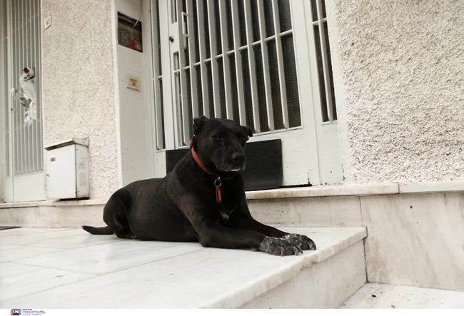 Σκύλος Μίκης Θεοδωράκης