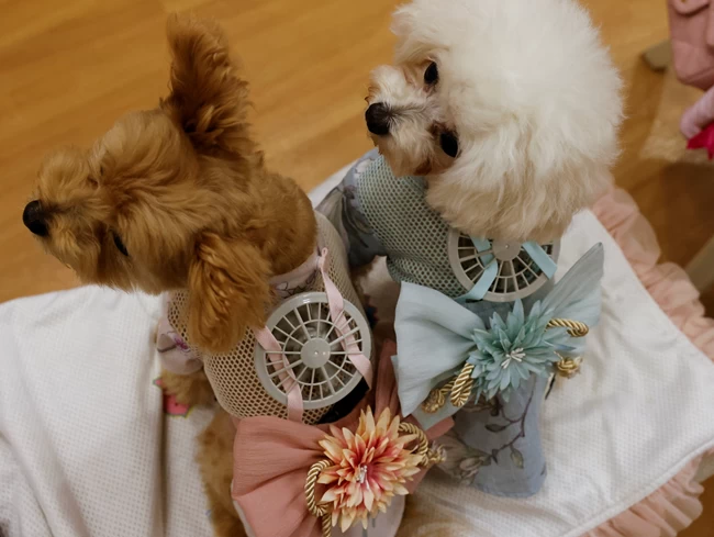 Υποφέρει από τη ζέστη το σκυλάκι σας; Η λύση υπάρχει - Ανεμιστήρες που φοριούνται και δροσίζουν τα κατοικίδια