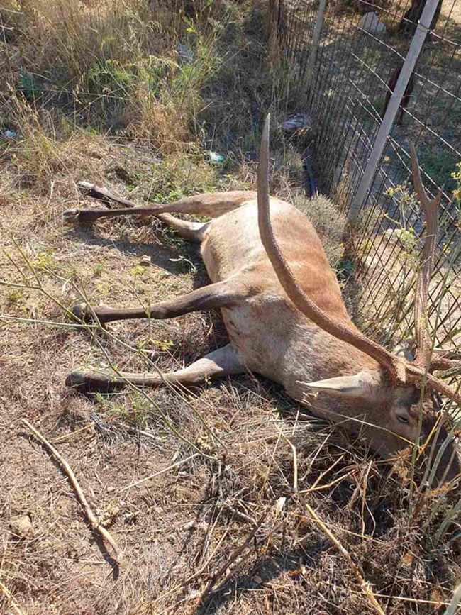 Alldaynews.gr ελαφακι