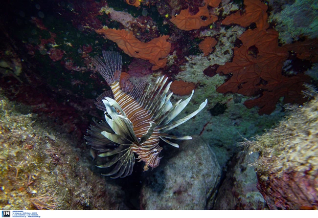 Λεοντόψαρο: Το πανέμορφο αλλά επικίνδυνο ψάρι που έχει μεταναστεύσει στα νερά του Αιγαίου