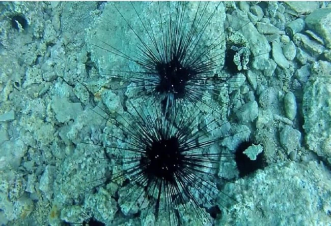 Diadema Setosum: Αυτός είναι ο δηλητηριώδης αχινός στις ελληνικές θάλασσες που έφτασε από τον Ειρηνικό [εικόνες - βίντεο]