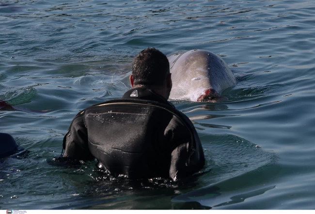 Θλίψη: Νεκρή η νεαρή φάλαινα του Αλίμου - Την εντόπισε το Λιμενικό Σαλαμίνας στην Κυνόσουρα