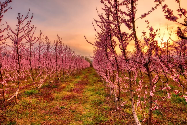 ΡΟΔΑΚΙΝΙΕΣ