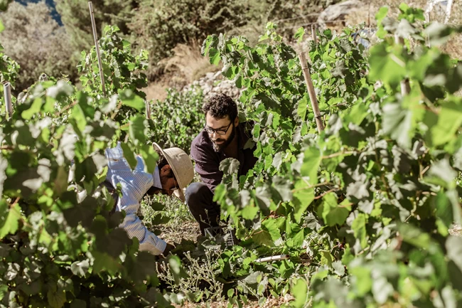Ικάρια διατροφή: Όσπρια, ελαιόλαδο και ξηροί καρποί "ξεκλειδώνoυν" το μυστικό της μακροζωίας αμπελια