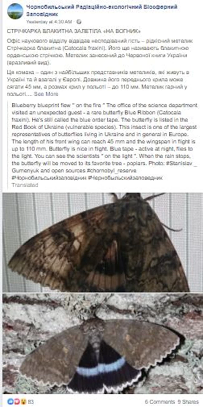 Ακόμη σοκάρει το Τσερνόμπιλ: Ανακαλύφθηκε πεταλούδα σε μέγεθος πουλιού!  