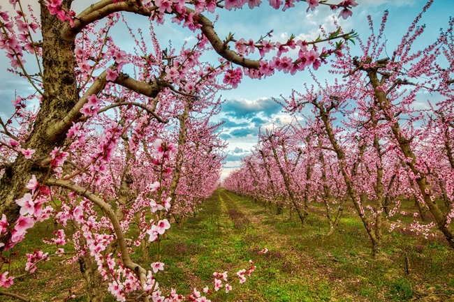 ΡΟΔΑΚΙΝΙΕΣ