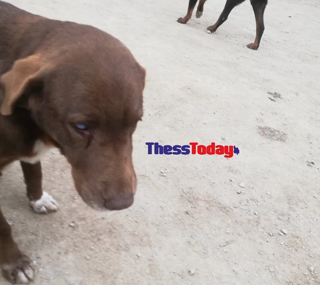 Αδιανόητη κτηνωδία: Δηλητηρίασαν την τυφλή σκυλίτσα που διήνυσε 10 χλμ για να βρεθεί κοντά στον άνθρωπο που την φρόντιζε