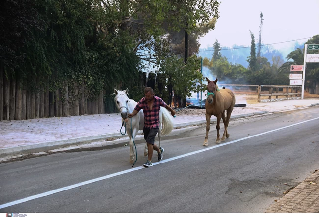 Φωτιά στη Βαρυμπόμπη: Τα άλογα που έτρεχαν αλαφιασμένα στην πλατεία | Ελλάδα Ειδήσεις
