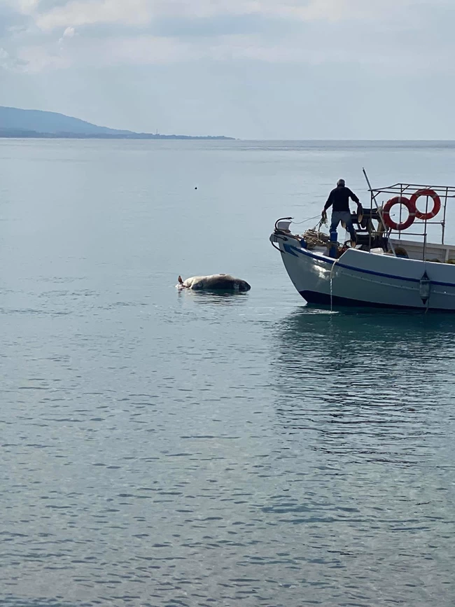 Ρόδος νεκρές αγελάδες