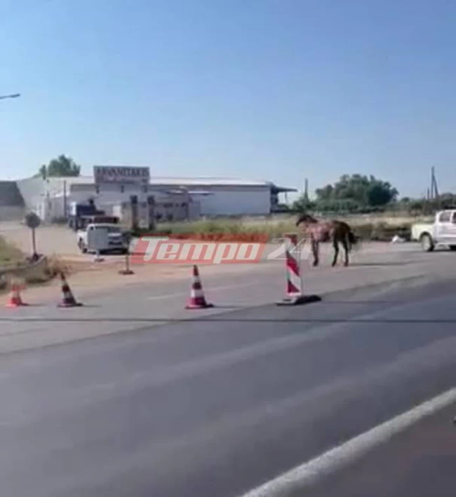 ΑΛΟΓΟ ΕΘΝΙΚΗ ΟΔΟΣ
