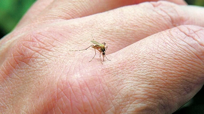 Mosquito Vision: Αυτή είναι η εφαρμογή που δείχνει σε ποιες περιοχές θα έχει πολλά κουνούπια