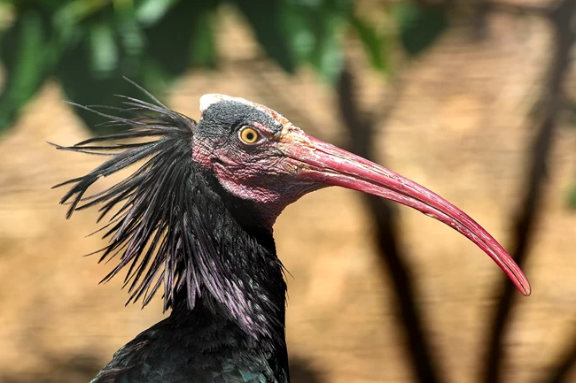 Σάρωσε και το Αττικό Πάρκο η κακοκαιρία Ελπίς: Σπάνια είδη πουλιών δραπέτευσαν από τα κλουβιά τους