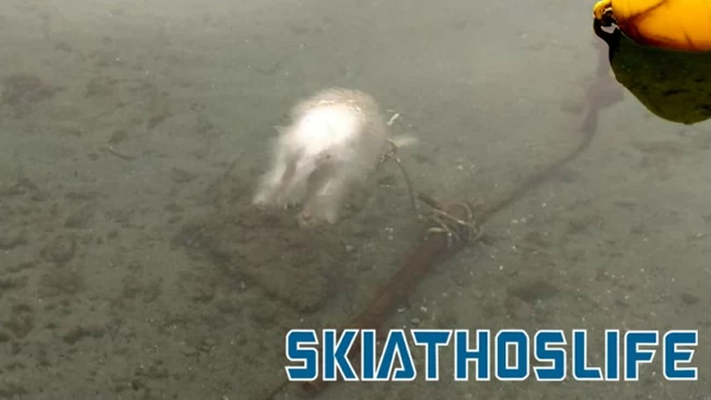 skiauos
