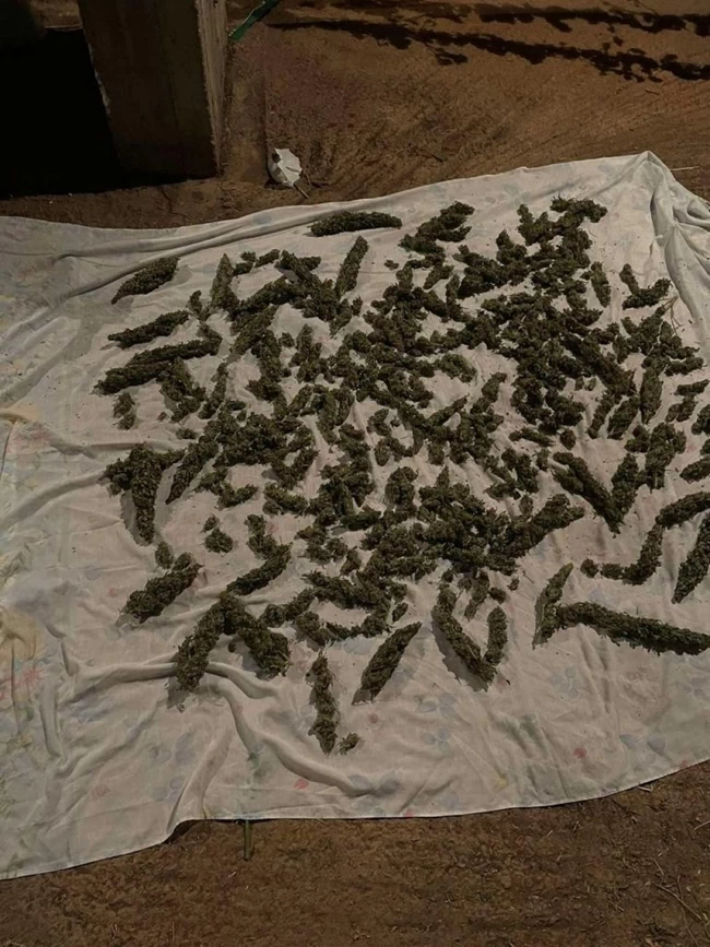 χασισ ζωνιανα