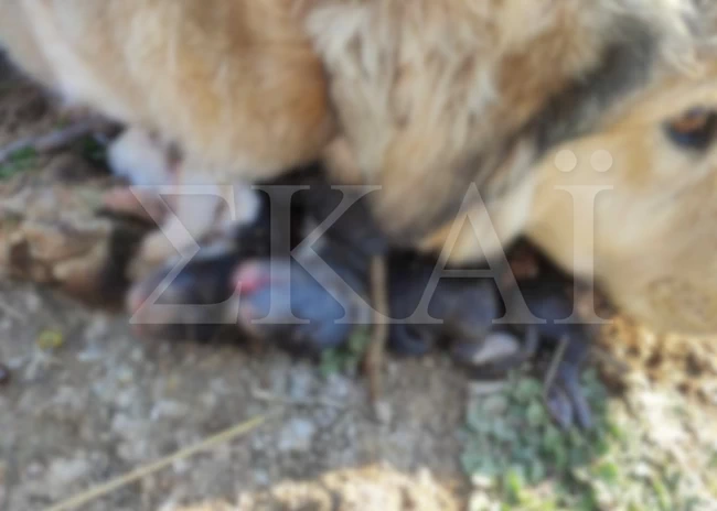 Φρίκη στην Ευκαρπία Θεσσαλονίκης: Σκυλίτσα κλαίει αλυσοδεμένη πάνω στα νεκρά μωρά της