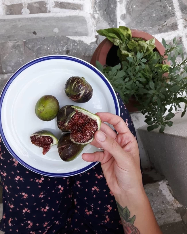 ΡΙΖΕΣ