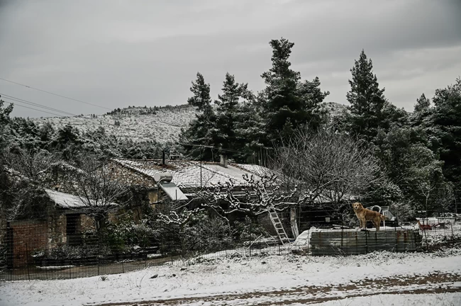 Κακοκαιρία "Ελπίς": Χιονοκαταιγίδες στην Αθήνα, θα το "στρώσει" στο Σύνταγμα - Θερμοκρασίες έως -14