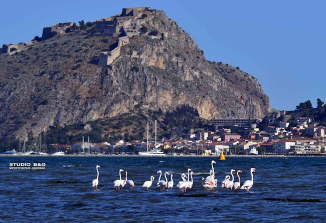 Φλαμίγκο