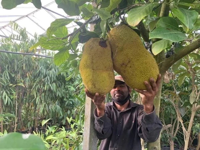 Jackfruit στα Χανιά: Το εξωτικό φρούτο που μπορεί να αντικαταστήσει το ψωμί και κρέας