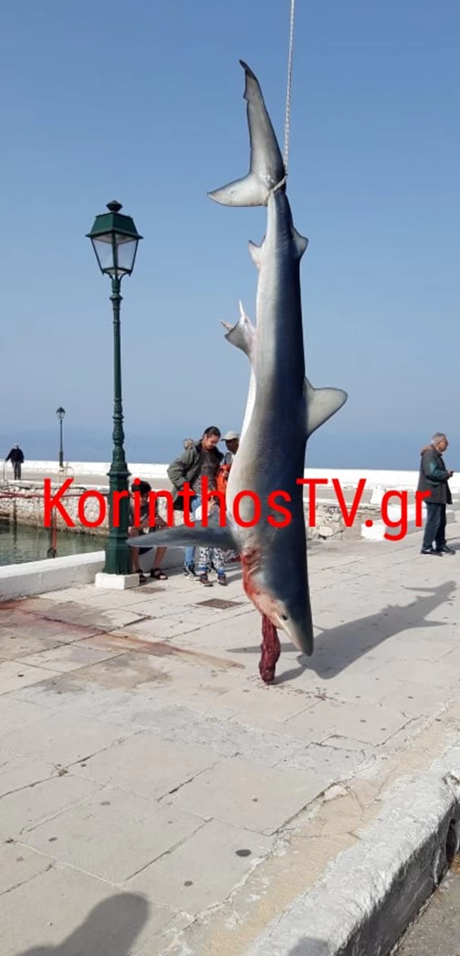 Καρχαρίας Λουτράκι