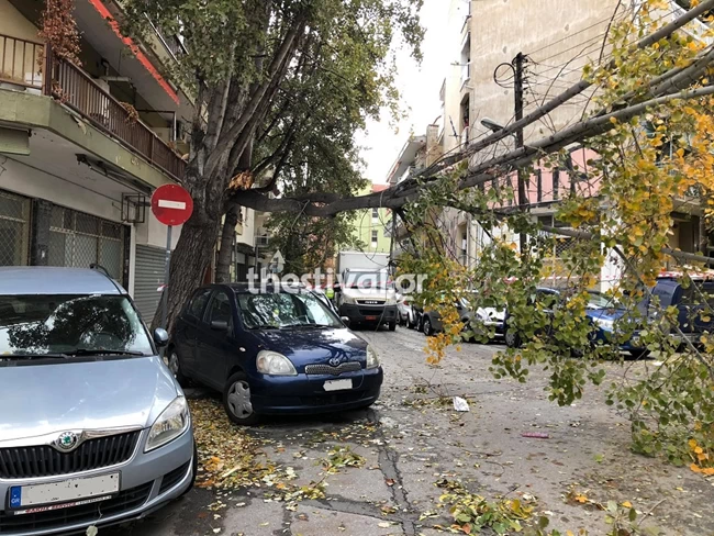 δεντρα