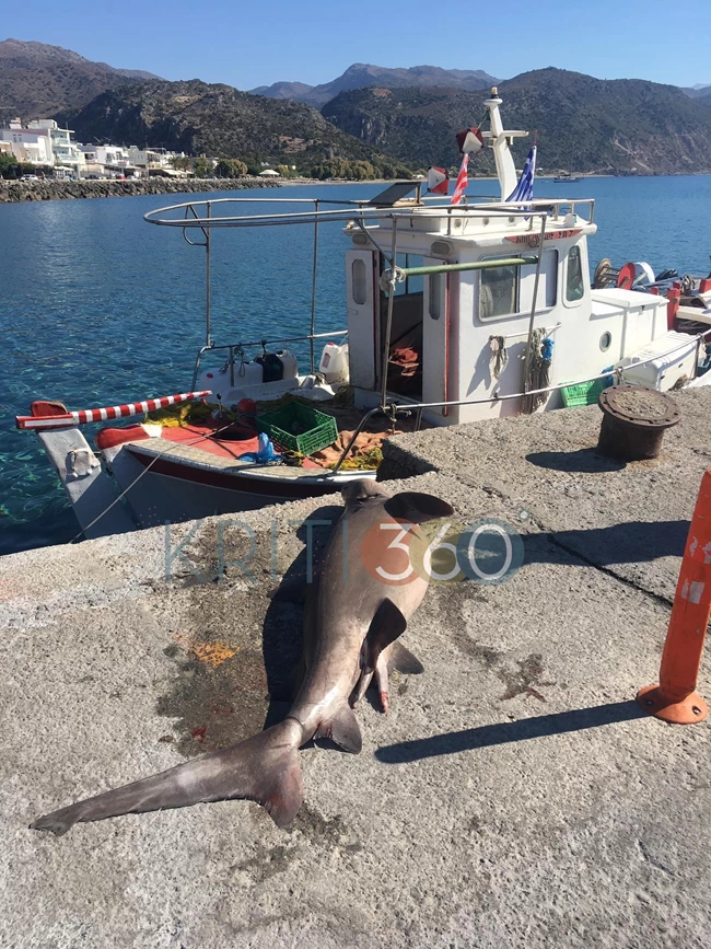 ΚΑΡΧΑΡΙΑΣ ΚΡΗΤΗ