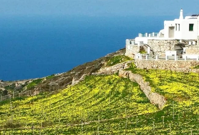 Σίκινο Αμπελώνας